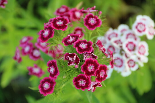 Bartnelken bl&uuml;hen im Garten