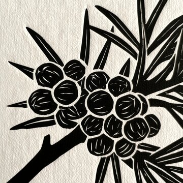 Linocut Art of Juniper Berries and Needles
