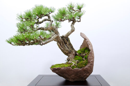 ficus bonsai indoor 42 Year Ficus Retusa Specimen Bonsai Tree main image 0