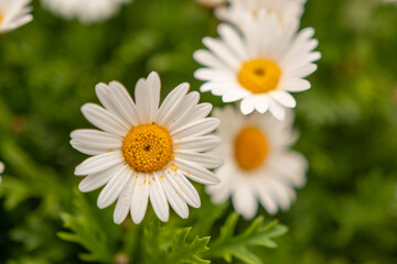 Fototapeta premium Weiße Margeritenblüten im Sommergarten – natürliche Blumenwiese in Nahaufnahme