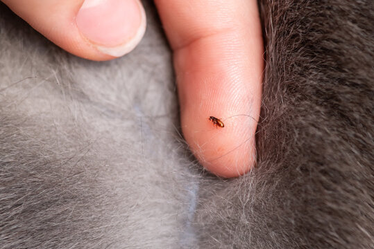 Flea on a human finger against the background of thick cat fur. Owner discovered an ectoparasite on a pet's skin illustrating the problem of parasites and the need for veterinary care