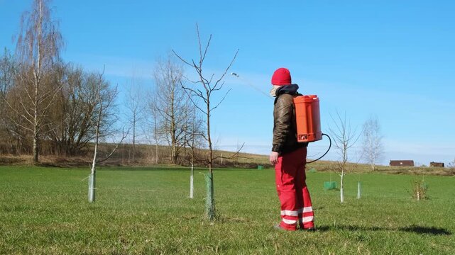 Worker spraying pesticide on a backyard for pest control, close-up, handles bushes. Gardening care work season. Early spring treatment of fruit trees, fungicide. Protecting the garden from diseases 4K