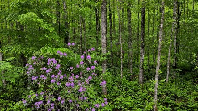 Rainforests. An enchanting forest of alder, pine, cedar and wild grass with rivers flowing through it.
