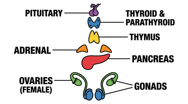 Simplified depiction of the human endocrine system, showcasing major glands such as the pituitary, thyroid, thymus, adrenal, pancreas, and gonads, in a clean, diagrammatic style, perfect for