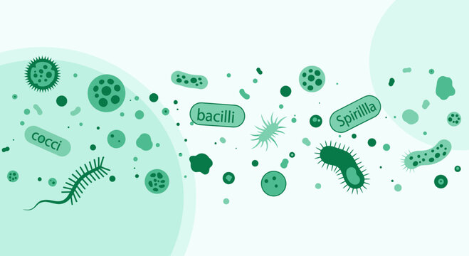 Diverse Bacteria Shapes and Forms: Cocci, Bacilli, Spirilla Microorganisms