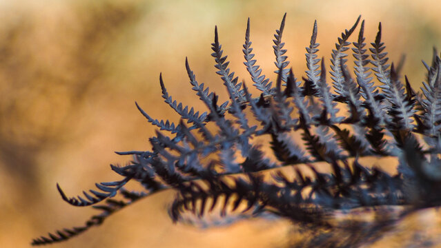 Macro de feuilles de foug&egrave;re fl&eacute;tries