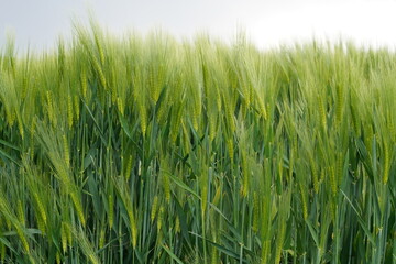 Obraz premium Wheat field sways gently in the wind during a sunny day in late spring