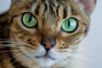 Fototapeta premium a detailed macro shot of a bengal cat's face, focusing on its large green eyes with vertical pupils, pink nose, and long white whiskers against a plain bright background