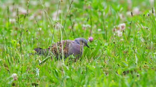Wildlife - birds. European Turtle Dove (Streptopelia turtur) habitats are forest edges, open wooded areas, agricultural areas, fertile plains. They feed on seeds.