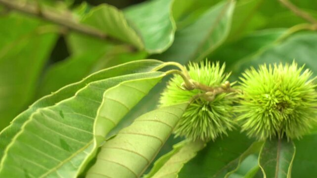 Green Chestnut Burrs on Leafy Tree Branch in Sunlit Forest