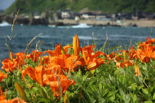佐渡・藻浦崎に咲く岩ユリ群
