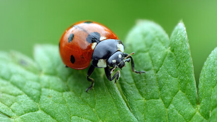 Fototapeta premium Ladybug on green leaf in garden during sunny day