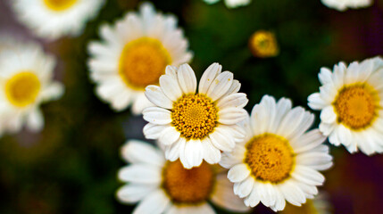Obraz premium daisies in the garden
