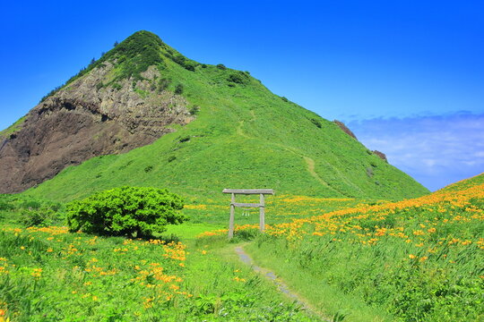 カンゾウの花咲く佐渡大野亀