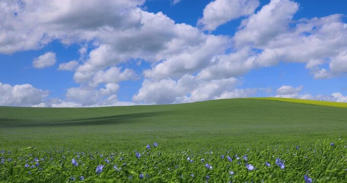 Springtime: Hilly landscape dominated by clouds with a field of flax flowers blowing in the wind.