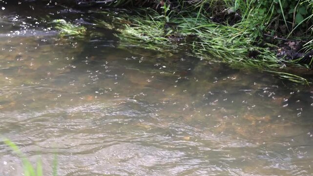 Mayflies hatching and flying over a flowing river