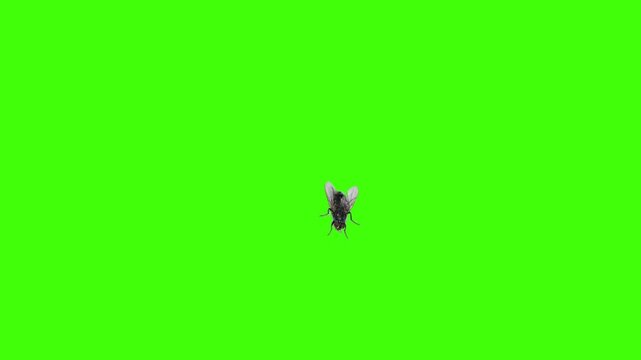 Common housefly buzzing and flying in a rhythmic pattern against a vibrant green screen for easy chroma key compositing work