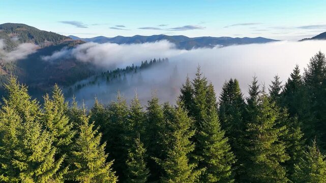 Carpathian Valley Covered With Morning Fog And Forest, aerial landscape video frame with rolling hills, spruce trees and soft blue sky