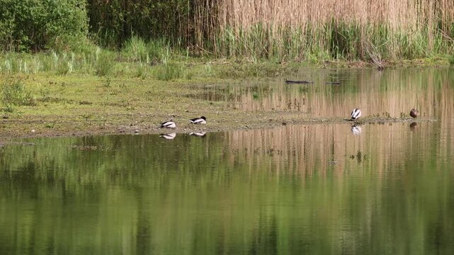 Common shelduck birds resting on lake shore