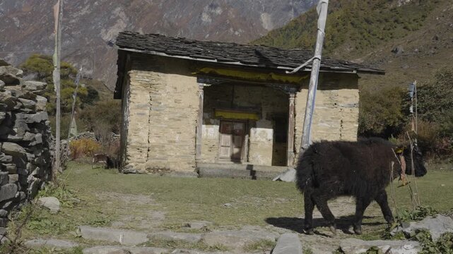 Yak Passing by Manidungkyut Gumba in Tsum Valley Before Reaching Nile Village Nepal