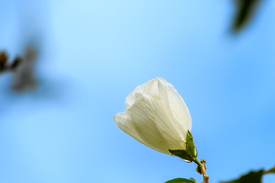 Low angle view of a beautiful white hibiscus syriacus rose of sharon flower bud blooming against clear blue sky in early autumn