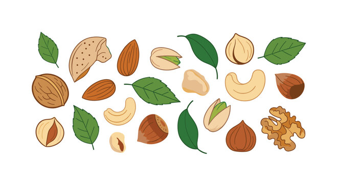 Assorted nuts collection featuring almonds, walnuts, hazelnuts, pistachios, and cashews with fresh green leaves arranged on a white background.