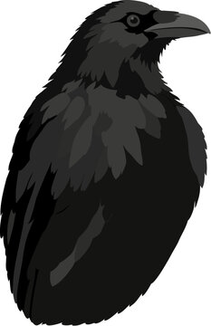 raven on a white background