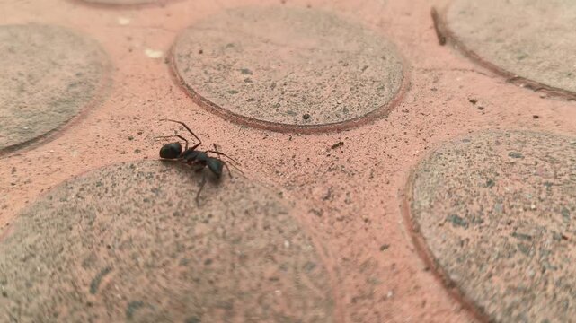 A small ant is dragging away a large, dead black ant. This ant can easily carry objects that weigh several times its own weight. Its illustrates the behavior of ants within the context of a food chain