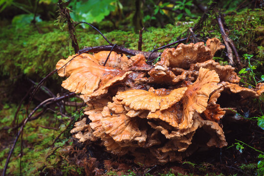 Wild Edible Chicken of the Woods Fungus, Sulfur Shelf Mushroom in Pacific Northwest Forest, Gourmet Foraging