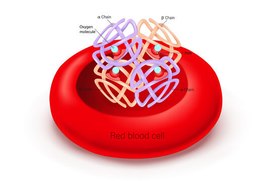 Red blood cell and hemoglobin molecule with Heme b group. Heme groups, &alpha; and &beta; subunits, iron atoms and oxygen molecule.