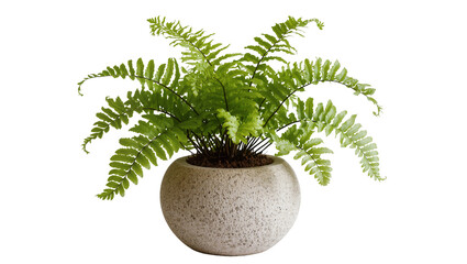 Lush green fern plant in a textured stone pot, isolated on transparent background © Aliona