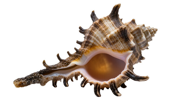 Spiky brown and white murex seashell with textured spiral, isolated on transparent background