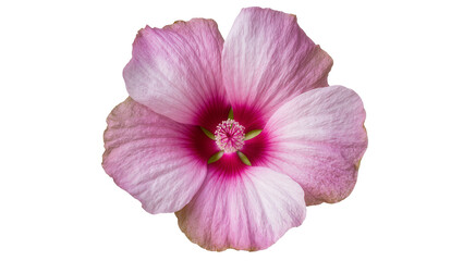 Delicate pink hibiscus flower with vibrant magenta center, isolated on transparent background © Aliona