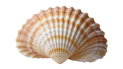 Detailed scallop seashell with ribbed texture and striped pattern, isolated on transparent background © Aliona