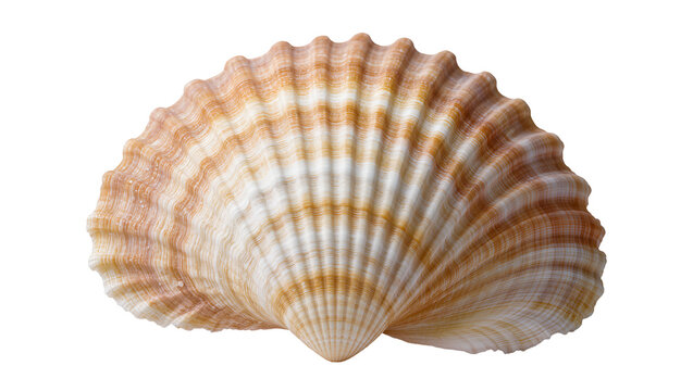 Detailed scallop seashell with ribbed texture and striped pattern, isolated on transparent background