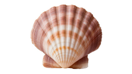 Detailed scallop seashell with radial ridges and stripes, isolated on transparent background © Aliona
