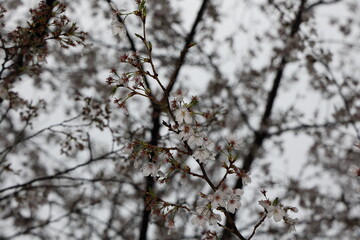 Obraz premium 春の空に咲く桜の白い花（White cherry blossom flowers blooming in the spring sky）