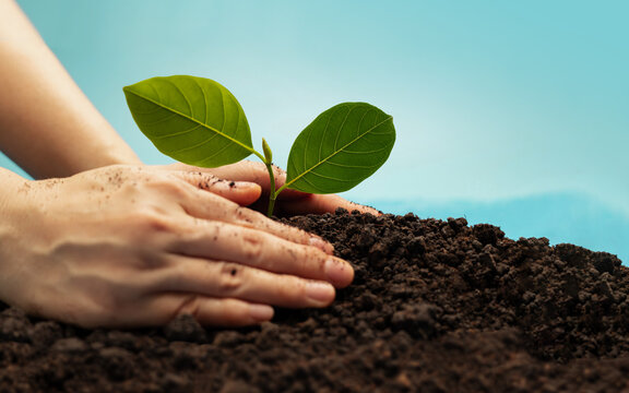 Hands planting young green plant in soil