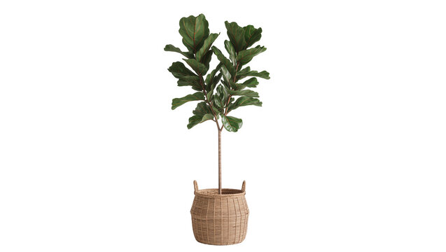 Fiddle leaf fig plant in woven basket, isolated on transparent background