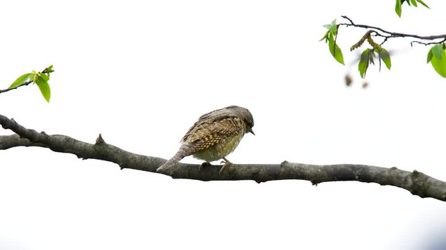 Wildlife - birds. The Eurasian Wryneck (Jynx torquilla) belongs to the woodpecker family. It is found in deciduous forests and wooded open lands. It feeds on ants and other insects.