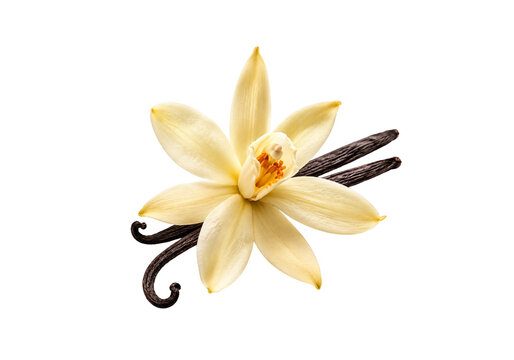 Fresh Vanilla Flower with Natural Vanilla Bean Pods Isolated on White