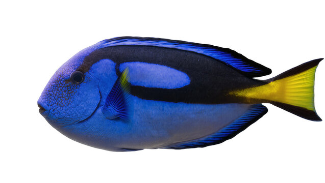 Vibrant blue tang fish with black markings and yellow tail, isolated on transparent background