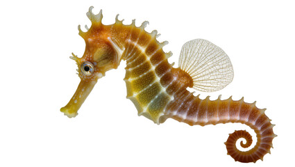 Naklejka premium Orange seahorse with delicate fin and curled tail, isolated on transparent background