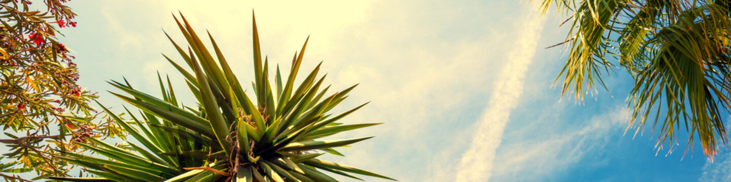 Yucca gigantea in the park. Foliage nature background. Horizontal banner