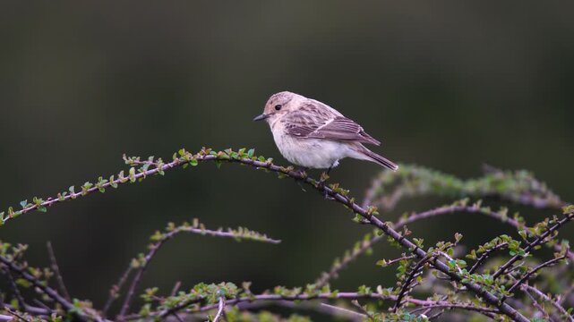 Wildlife &ndash; birds. Whinchats (Saxicola rubetra) live in a wide variety of habitats including grasslands, heathlands, open fields, etc. They feed on insects, worms and other invertebrates.
