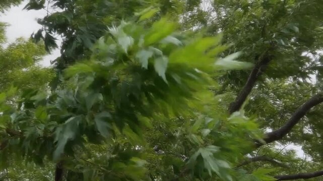 Windy weather rustling green leaves in lush trees creating a sense of movement and nature's dynamism