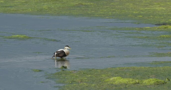 Male common eider duck walking and foraging in water