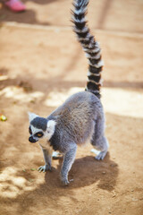 Fototapeta premium Ring tailed lemur walking on sandy ground at Monkey Park in Tenerife, Canary Islands, Spain. Exotic primate portrait with raised striped tail, bright eyes, and warm natural light in a zoo setting