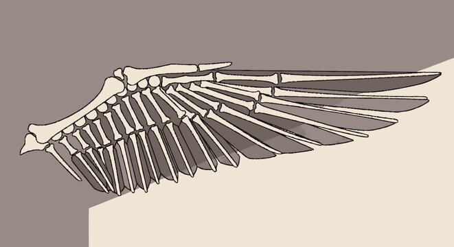 Skeletal bird wing anatomical illustration with flat design style
