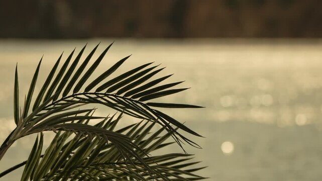 Palm branch water Close up of green palm tree leaves swaying gently against shimmering sunlit water creating a peaceful tropical atmosphere